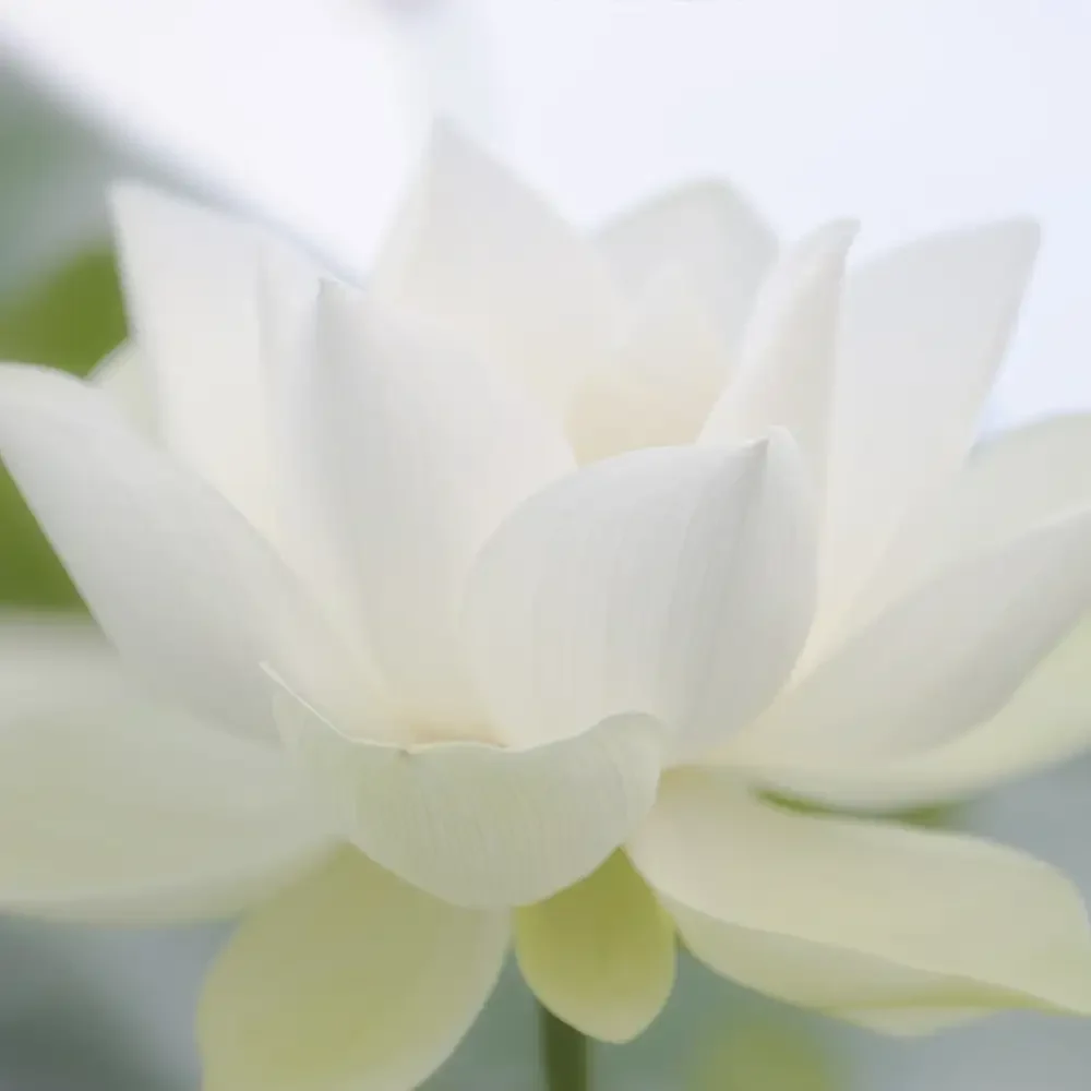 Psychische ondersteuning voor volwassenen